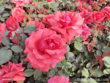 新乡原阳：小城街头，月季绽放