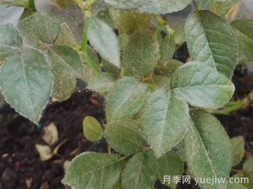 月季又有红蜘蛛了，该怎么处理？