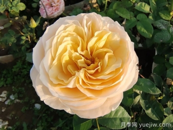 朱丽叶月季的花朵表现怎么样？