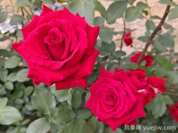 蔷薇、月季、玫瑰怎么区分？