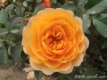 花期长且好养的月季有哪些？必备6个