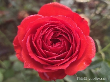 经典中国红!20种红色月季推荐