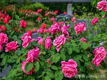 洛阳：月季花开香满城，打卡地点送给你