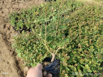 月季的生长周期：一年四季该如何管理？