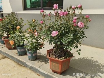 盆栽月季老是死？阳台如何养好盆栽月季？