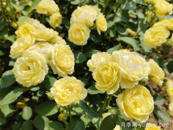 月季不开花，究竟是什么原因造成的呢？