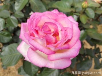 南阳月季：智能云端，让养月季更智慧