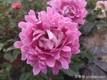 南阳月季：借直播东风，产业迭代焕新