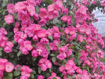 四季如春的花园，一定有棵四季藤本月季!