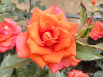 月季花种子怎么种才能苗出的快？