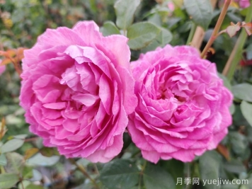 月季象征着怎样的含义？