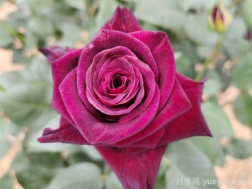 不同颜色月季花代表的含义？