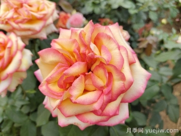 想要月季多开花、花质好？学会这三点