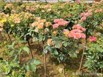 多色棒棒糖，让一株月季开出多色花