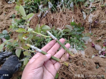 南阳月季牙签苗的养护方法