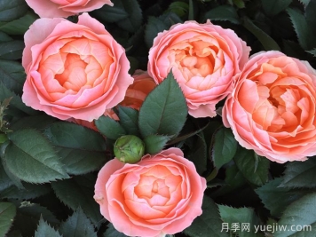 最齐全的适合阳台养的月季品种系列