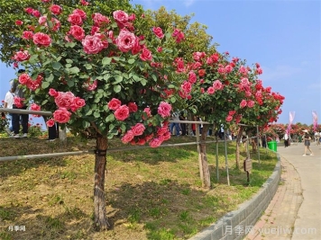 前景无限，势如破竹的彩色树木