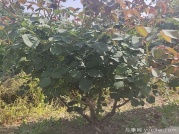 地栽月季花的养殖方法和注意事项