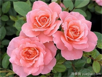三文鱼月季和珊瑚果冻月季的区别？