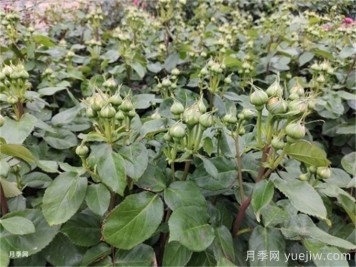 月季到了5月份还不开花是什么原因？