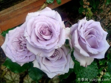 海洋之歌月季是藤本还是灌木？