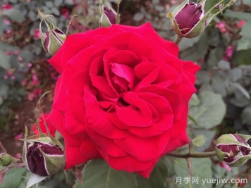 不同颜色的月季花语与寓意