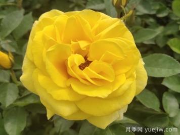 金凤凰月季的优缺点是什么？