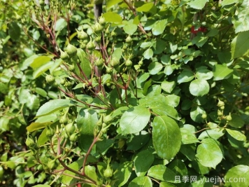 月季花苞需要疏蕾吗？