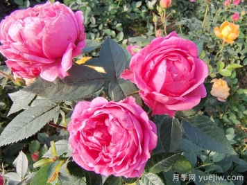 月季花的适宜生长温度是多少