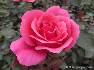 花朵直径在15-20厘米的大花月季品种有哪些？