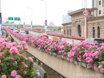 上海月季：申城月季全城开，赏月季地图指南
