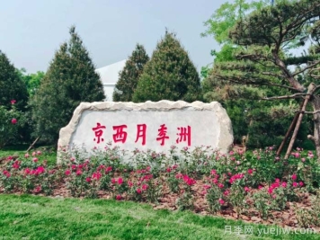 第九届国际月季大会，北京京西月季洲开启顶流