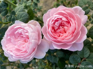月季介绍之瑞典女王
