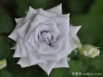 月季介绍之蓝色天堂
