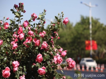 滨州月季：市花月季绽放，繁花似锦惹人醉!