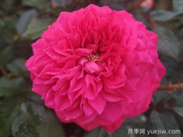 月季介绍之榴花秋舞