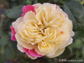 月季介绍之风月