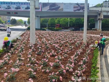 郴州月季：郴州增植月季，月季绽放惊艳花海