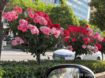 西安月季：一路绚烂，素质月季花开满西安