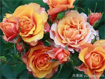 月季介绍之永远的艾帕索