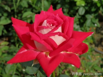 探秘花中皇后：月季不为人知的绮丽世界