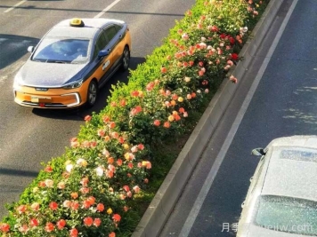 北京丰台17.6公里月季项链上线，三环路变身浪漫花廊