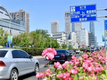 北京朝阳月季海洋，街头已开浓颜模式