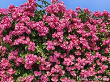 月季花墙