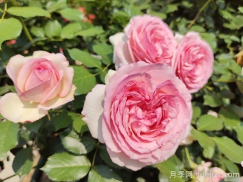 粉龙月季，世界最美藤本月季
