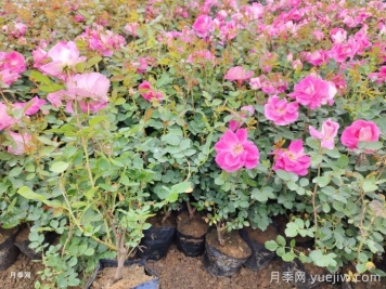 春花修剪晚一步，月季复花差别一大截