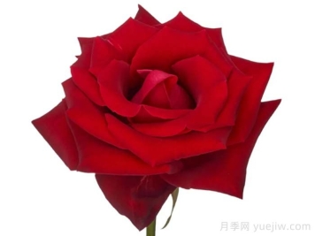 女士杀手月季/情场高手