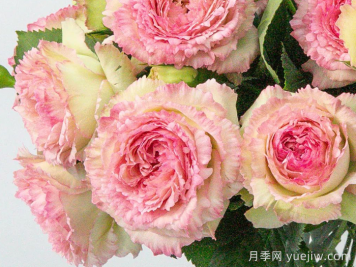 蕾丝伊甸园月季