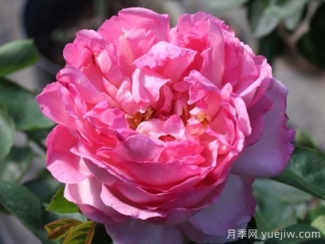 伊芙五号月季