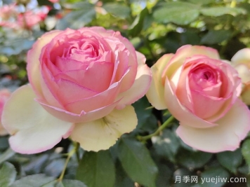 花中皇后的秘密，你不知道的月季知识